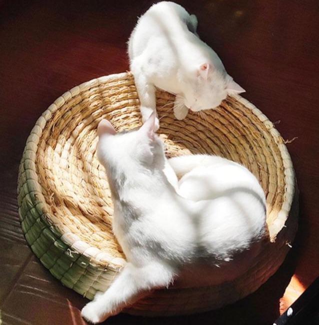 espace détente pour chat