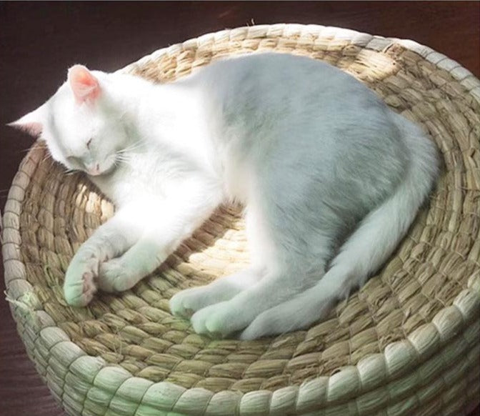 panier fait main osier chat