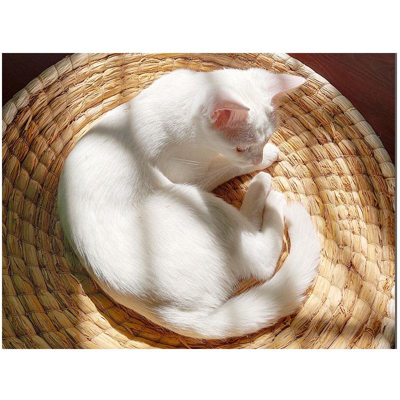 panier unique pour monchat-c