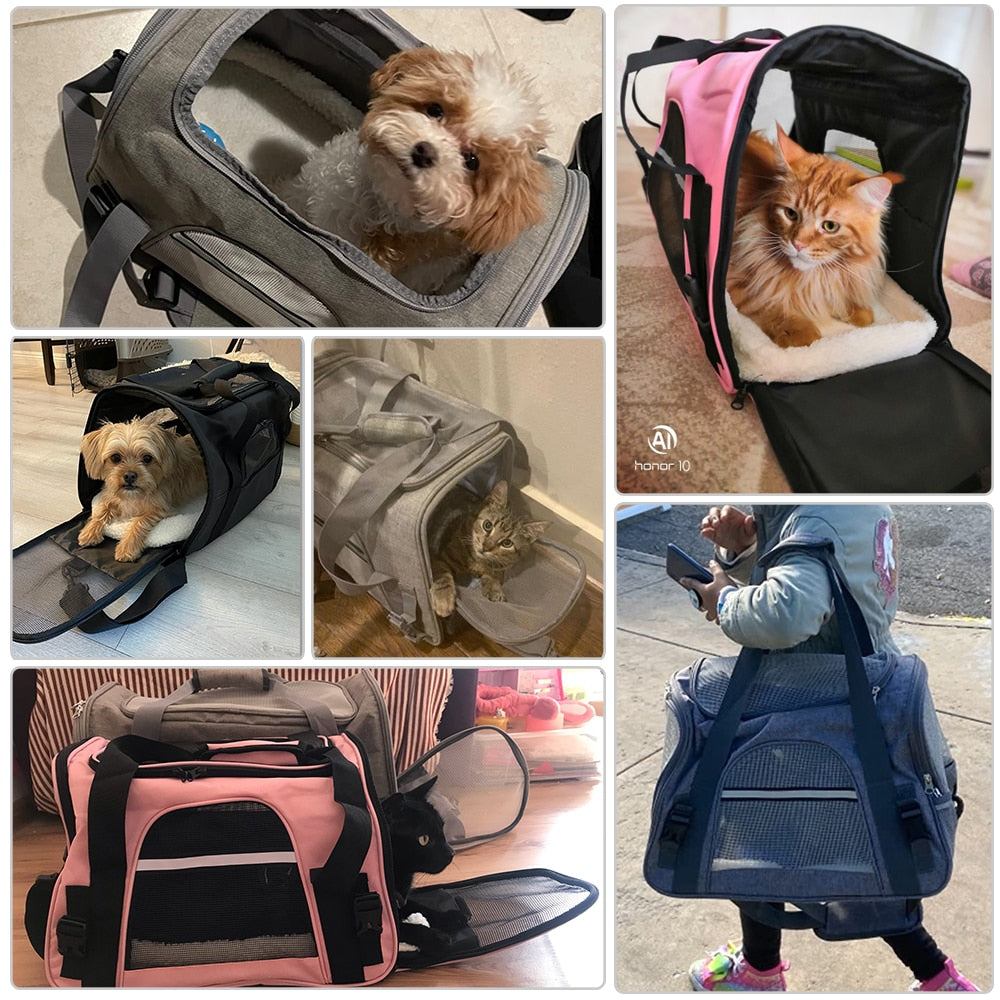 accessoire pour chat de grande taille