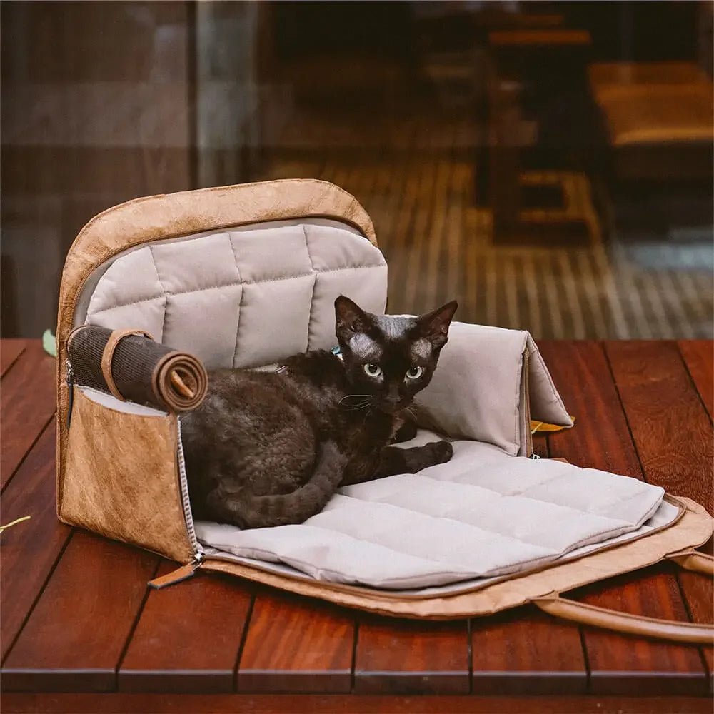 transporter chat avec style